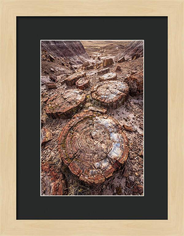 Petrified Wood Rings