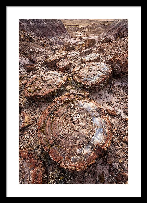 Petrified Wood Rings