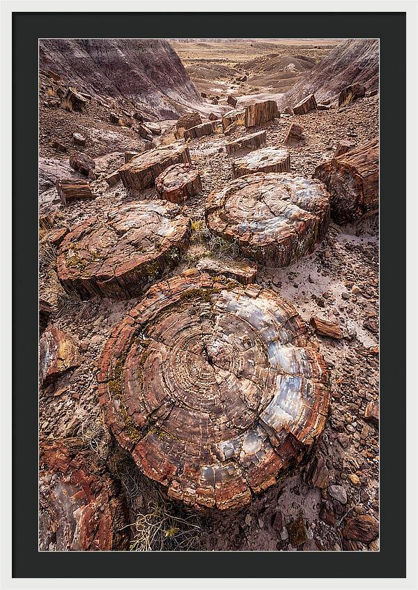 Petrified Wood Rings