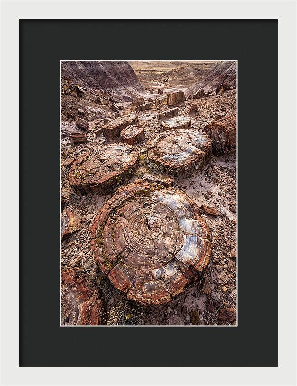 Petrified Wood Rings