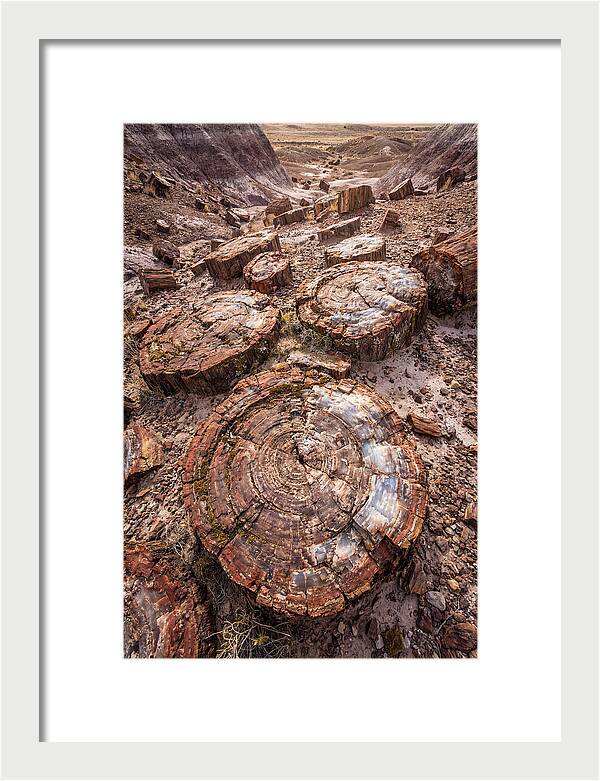 Petrified Wood Rings