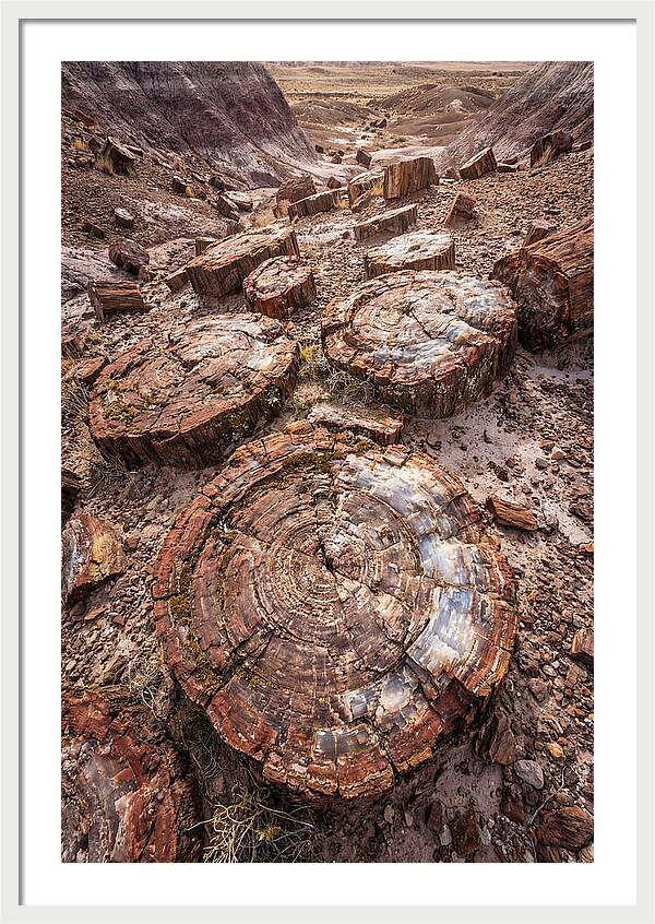 Petrified Wood Rings