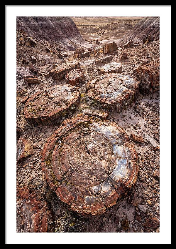 Petrified Wood Rings