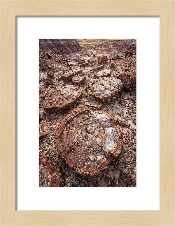 Petrified Wood Rings