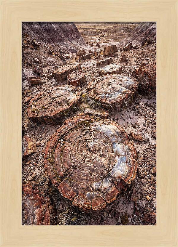 Petrified Wood Rings