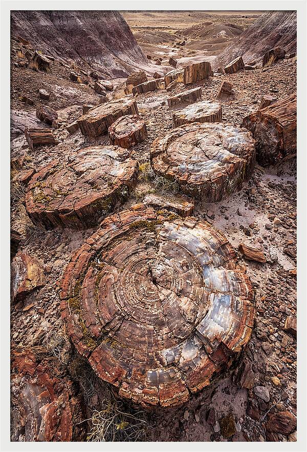 Petrified Wood Rings