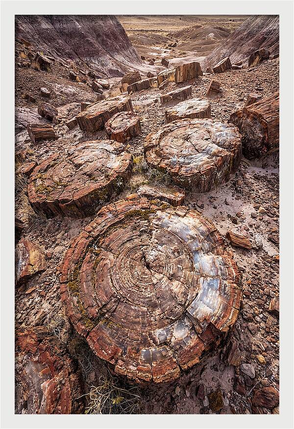 Petrified Wood Rings