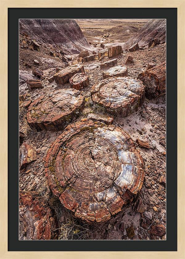 Petrified Wood Rings