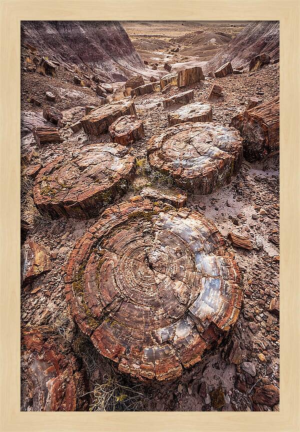 Petrified Wood Rings