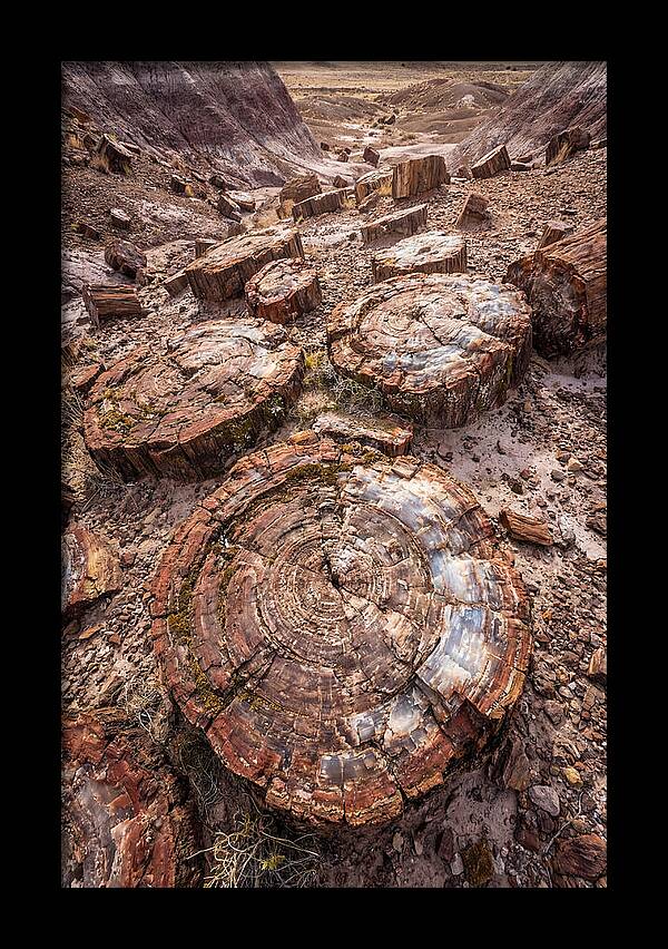 Petrified Wood Rings