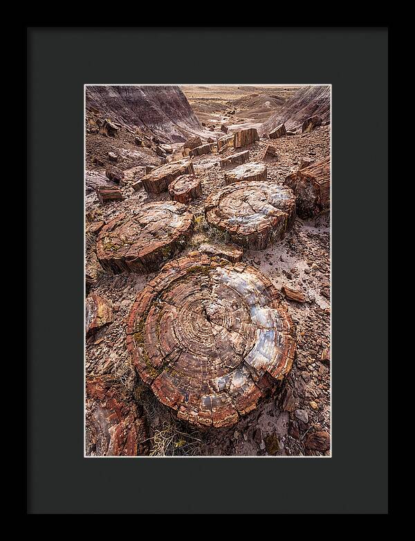 Petrified Wood Rings