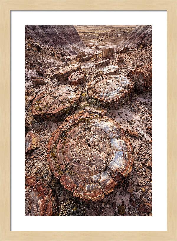 Petrified Wood Rings