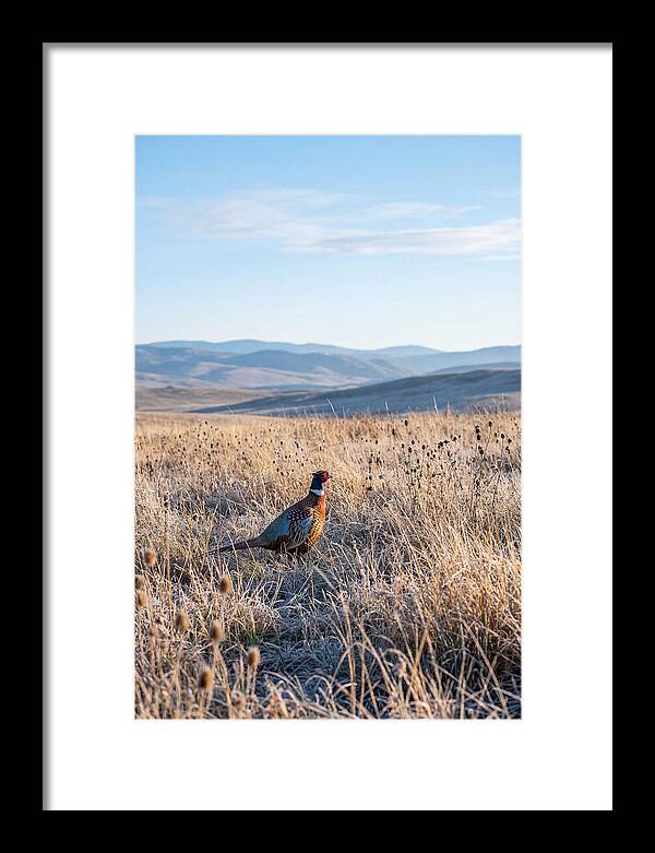 Pheasant In Autumn Meadow