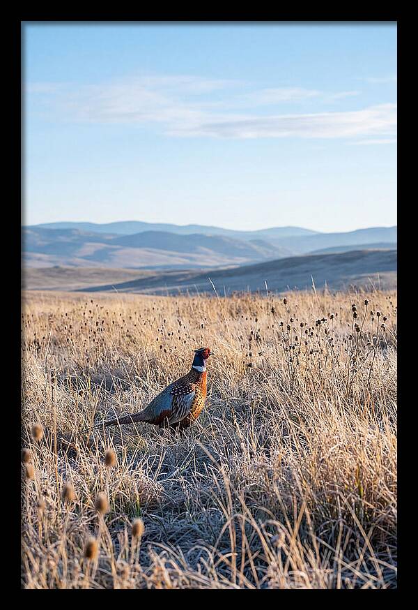 Pheasant In Autumn Meadow