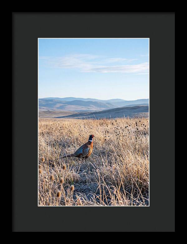 Pheasant In Autumn Meadow
