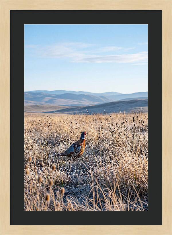 Pheasant In Autumn Meadow