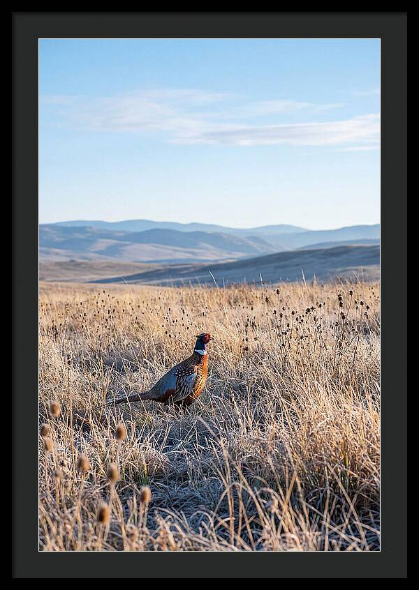 Pheasant In Autumn Meadow
