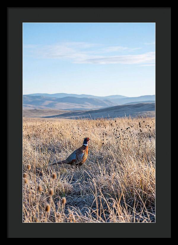 Pheasant In Autumn Meadow