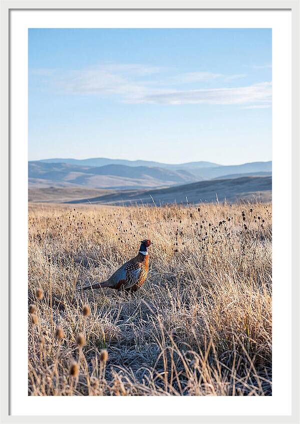 Pheasant In Autumn Meadow