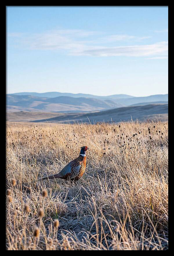 Pheasant In Autumn Meadow