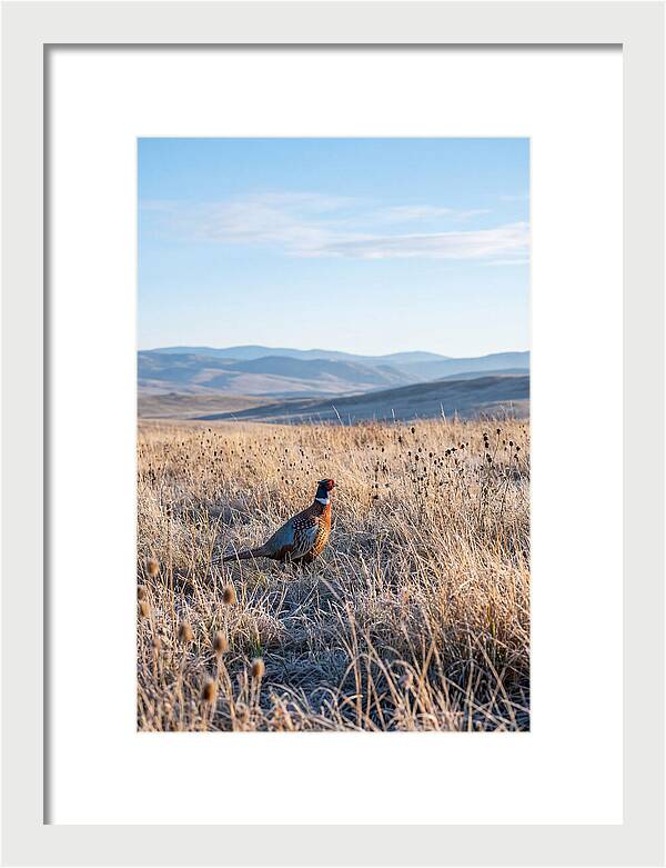 Pheasant In Autumn Meadow