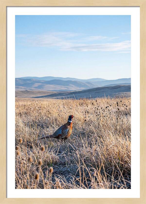 Pheasant In Autumn Meadow