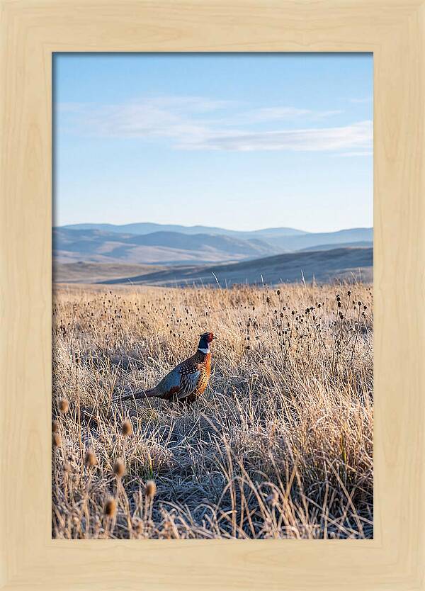 Pheasant In Autumn Meadow