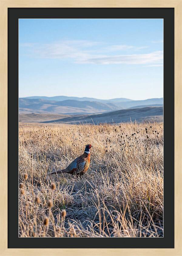 Pheasant In Autumn Meadow