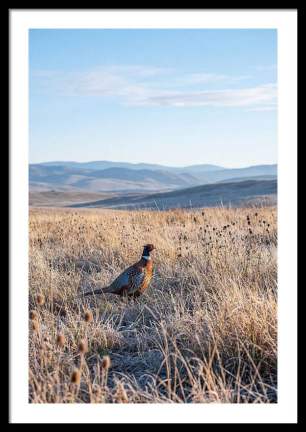 Pheasant In Autumn Meadow