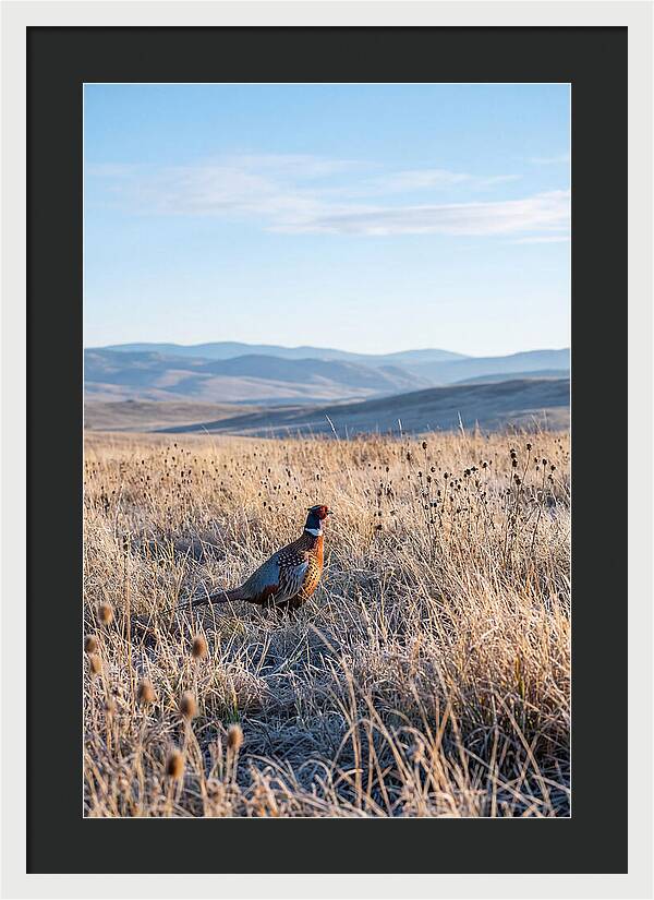 Pheasant In Autumn Meadow