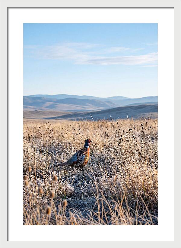 Pheasant In Autumn Meadow