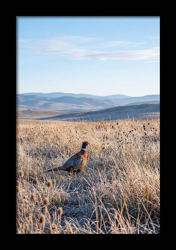 Pheasant In Autumn Meadow