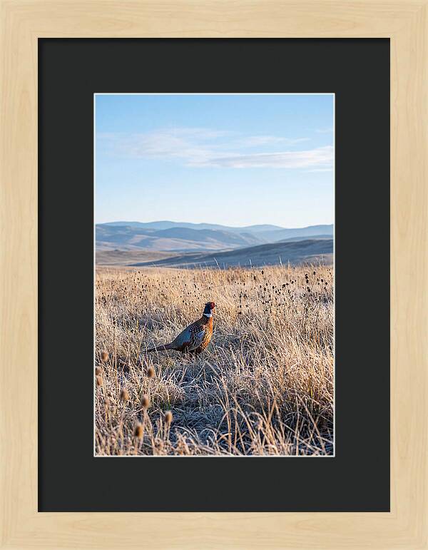 Pheasant In Autumn Meadow