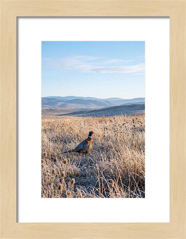 Pheasant In Autumn Meadow