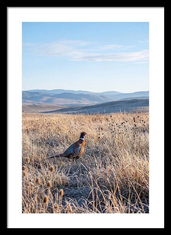 Pheasant In Autumn Meadow