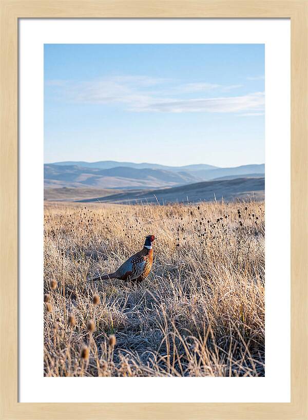 Pheasant In Autumn Meadow