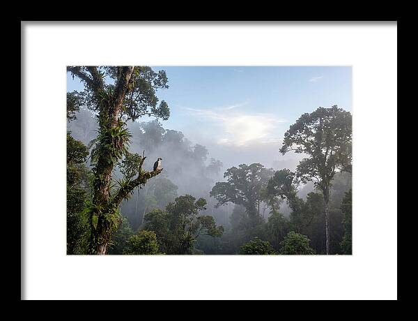 Philippine Eagle In Misty Rainforest
