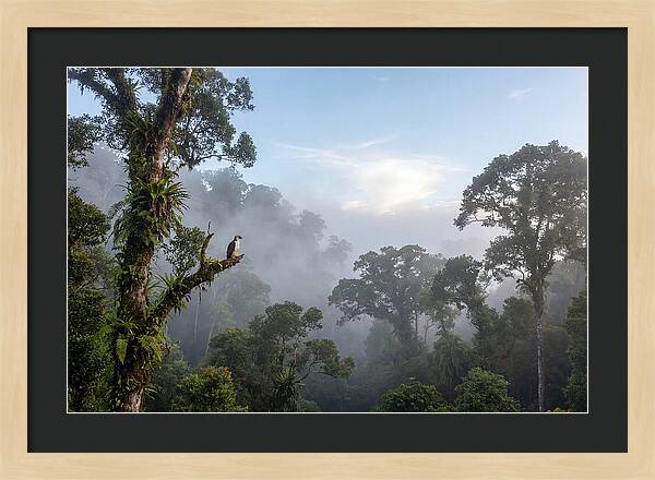 Philippine Eagle In Misty Rainforest