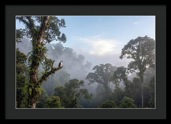 Philippine Eagle In Misty Rainforest