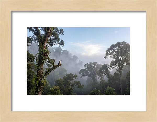 Philippine Eagle In Misty Rainforest