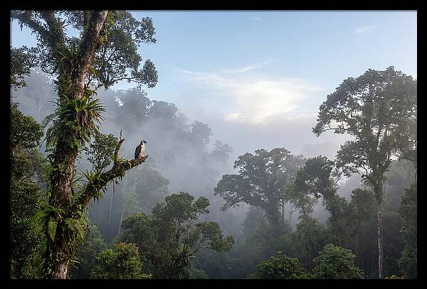 Philippine Eagle In Misty Rainforest