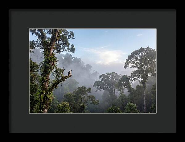 Philippine Eagle In Misty Rainforest