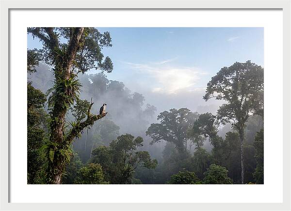 Philippine Eagle In Misty Rainforest