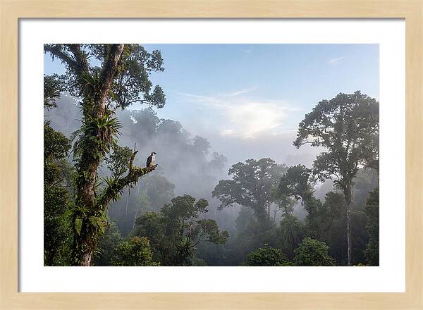 Philippine Eagle In Misty Rainforest