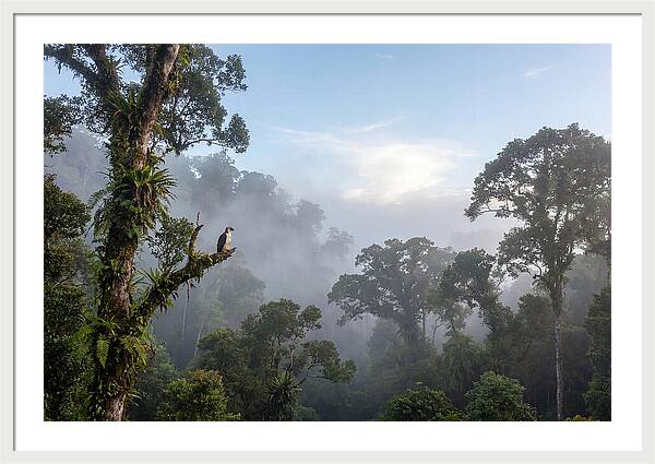 Philippine Eagle In Misty Rainforest