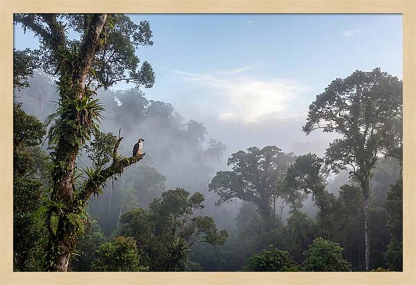Philippine Eagle In Misty Rainforest