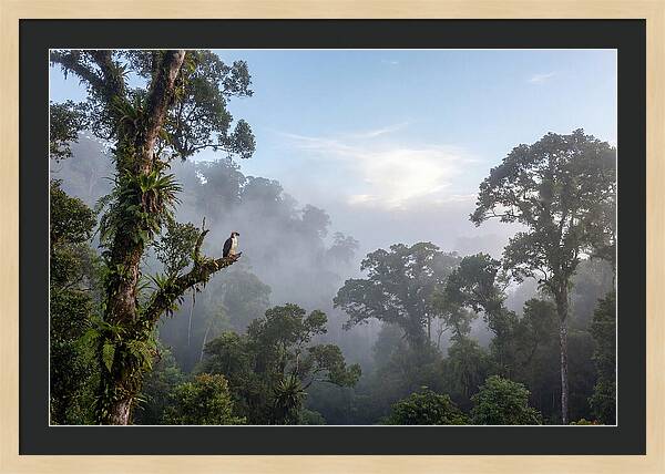 Philippine Eagle In Misty Rainforest