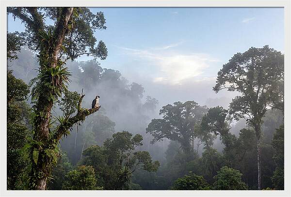 Philippine Eagle In Misty Rainforest