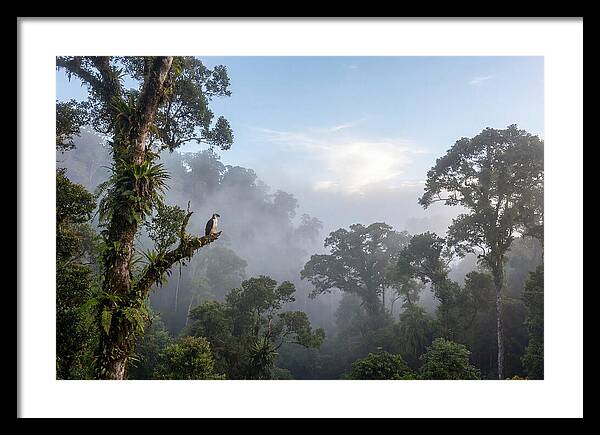 Philippine Eagle In Misty Rainforest