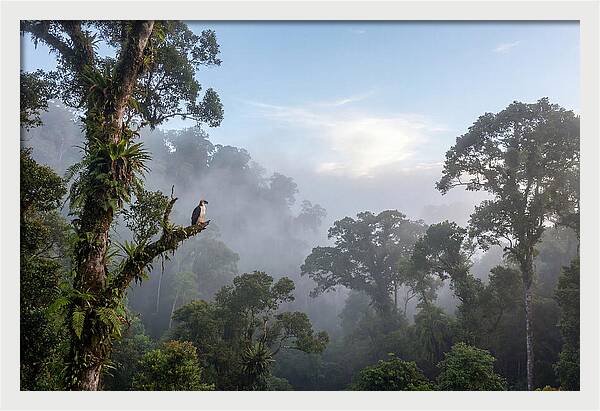 Philippine Eagle In Misty Rainforest